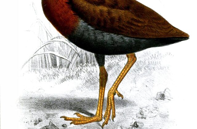 Bare-eyed Rail
