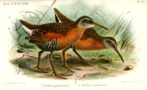 Ecuadorian Rail