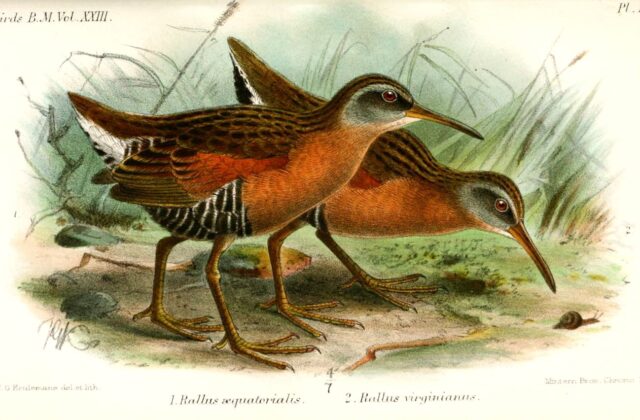 Ecuadorian Rail