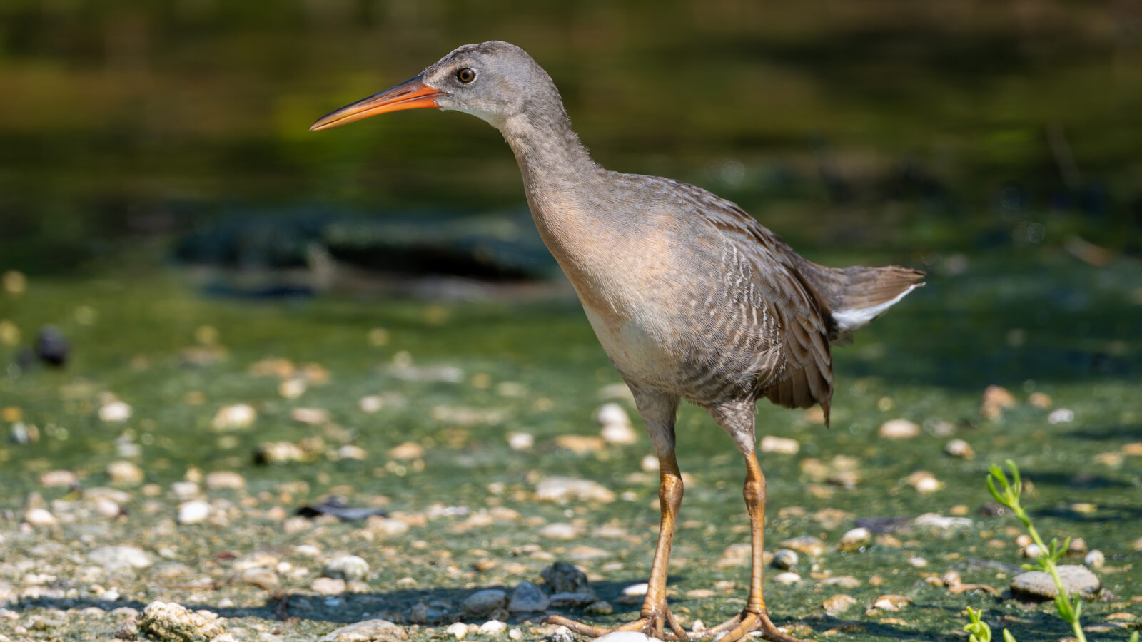 Clapper Rail