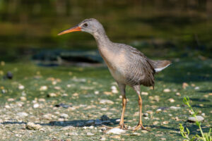 Clapper Rail