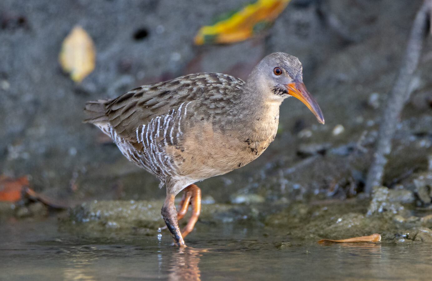 Mangrove Rail