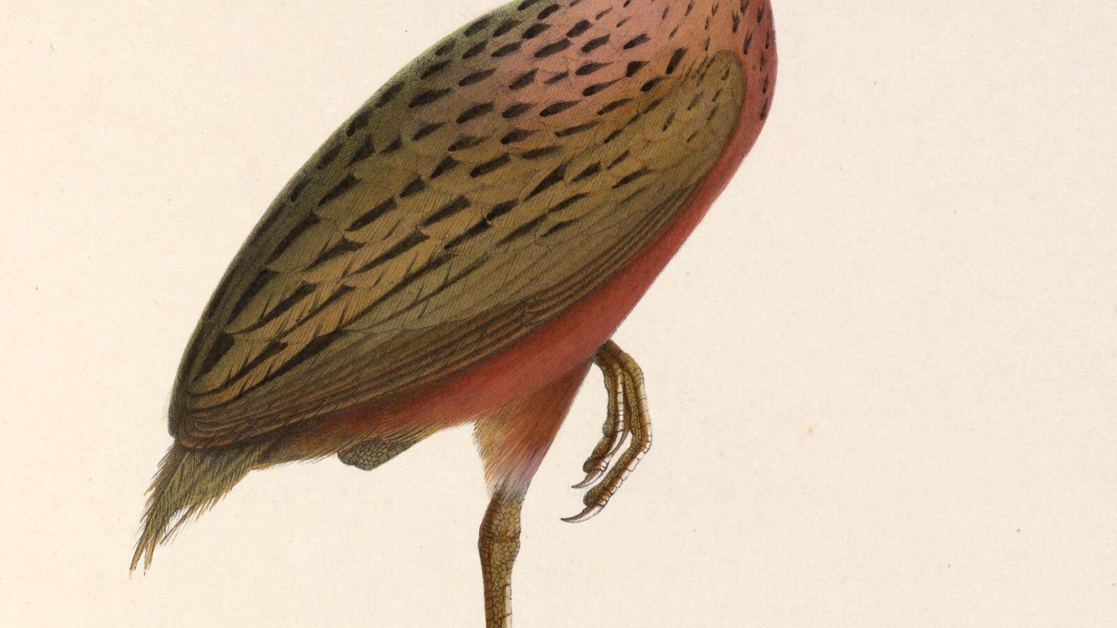Madagascar Rail