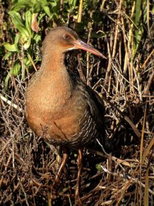 Ridgway’s Rail