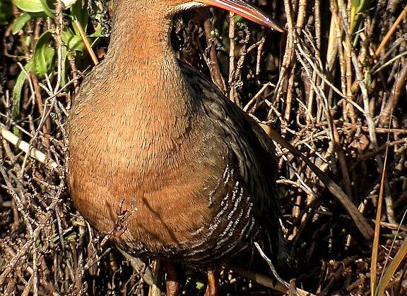Ridgway’s Rail