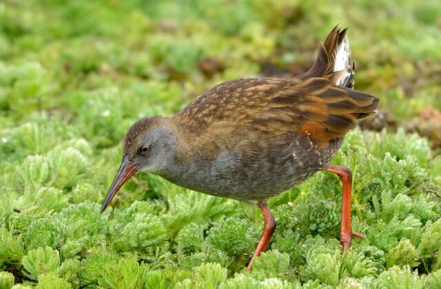 Bogota Rail