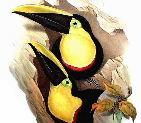 Choco Toucan