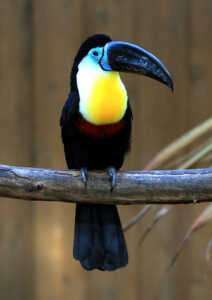 Channel-billed Toucan