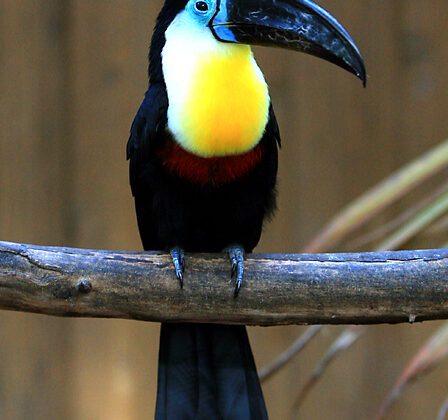 Channel-billed Toucan