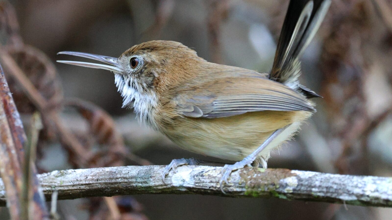 Trilling Gnatwren