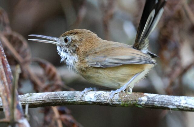 Trilling Gnatwren