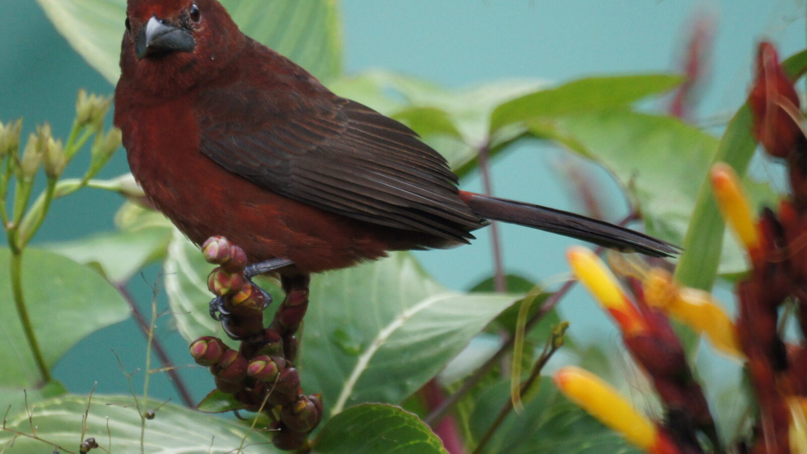 Silver-beaked Tanager