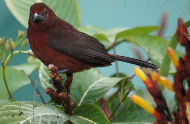 Silver-beaked Tanager