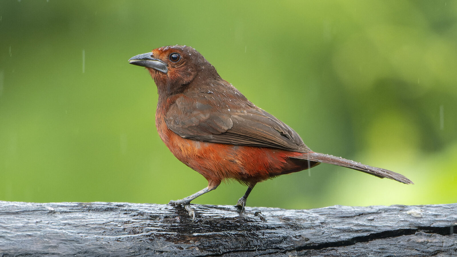 Huallaga Tanager