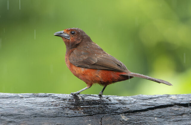 Huallaga Tanager