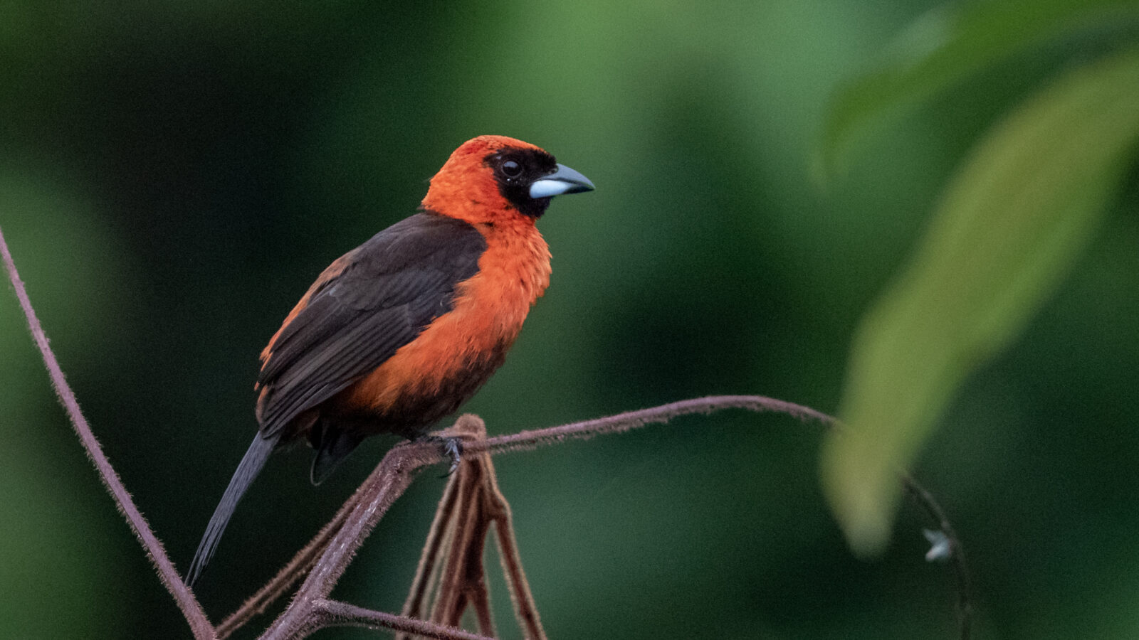 Masked Crimson Tanager