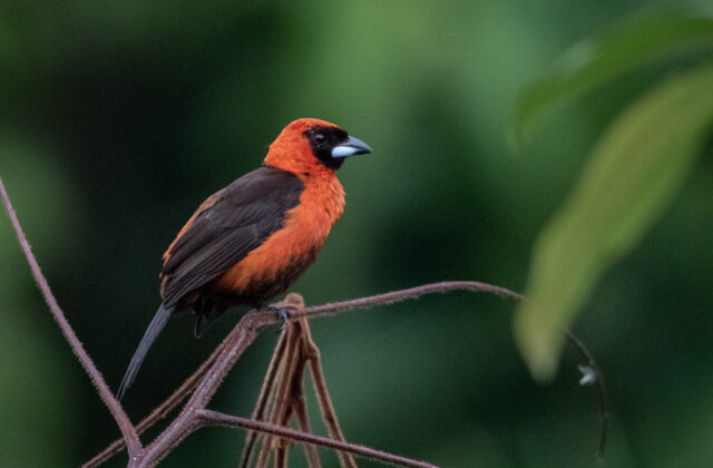 Masked Crimson Tanager
