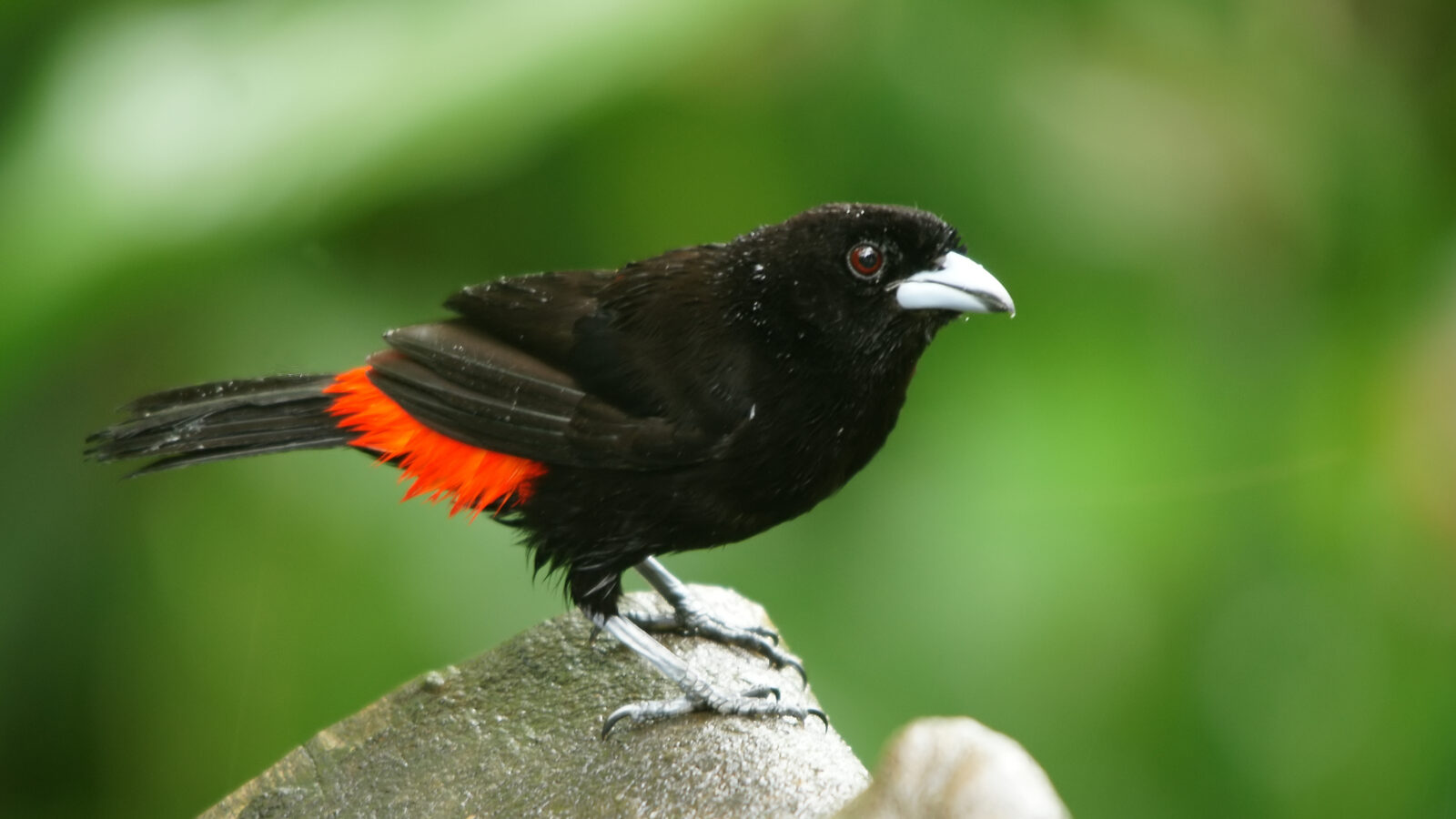 Scarlet-rumped Tanager