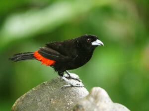 Scarlet-rumped Tanager