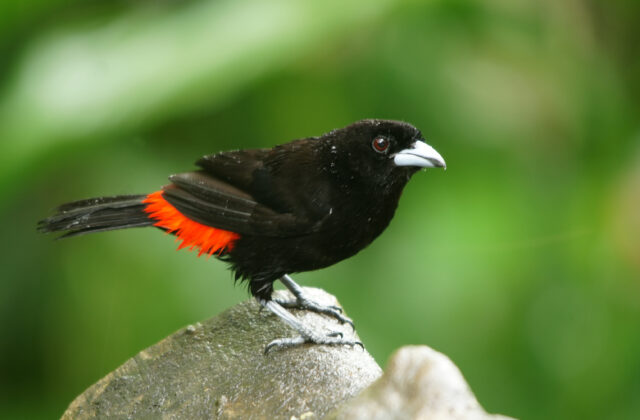 Scarlet-rumped Tanager