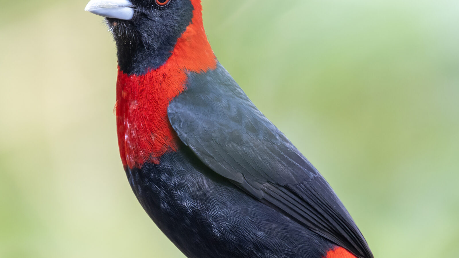 Crimson-collared Tanager