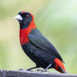 Crimson-collared Tanager