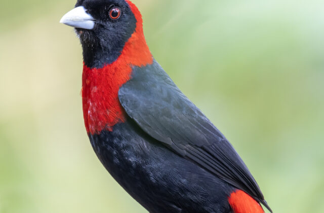 Crimson-collared Tanager