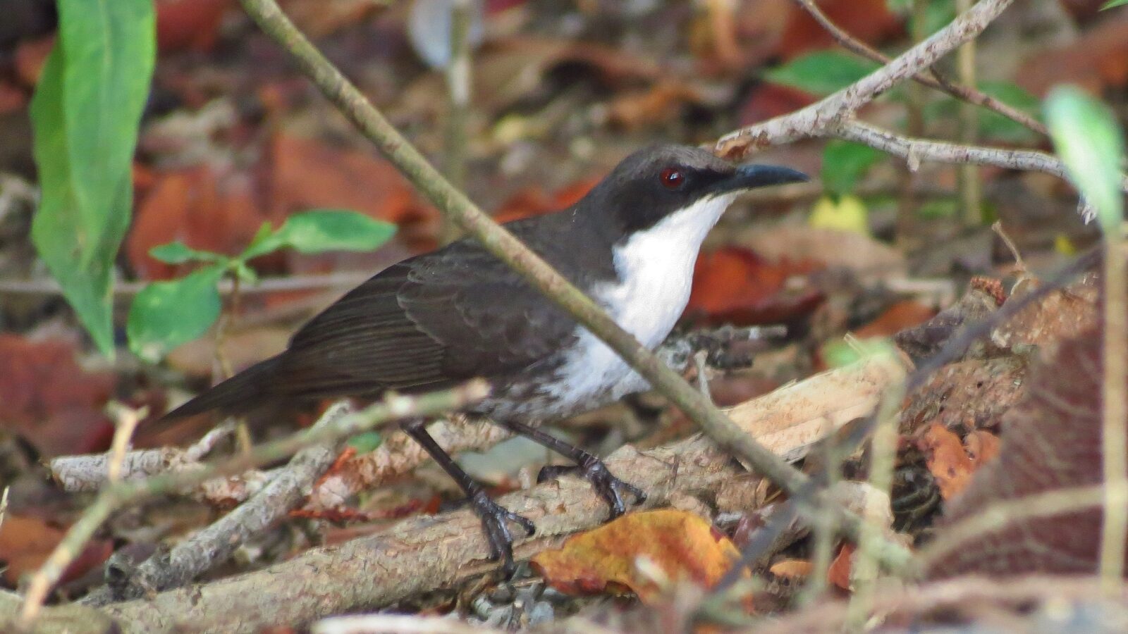 Martinique Thrasher