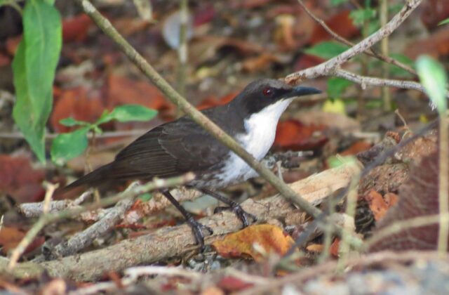 Martinique Thrasher