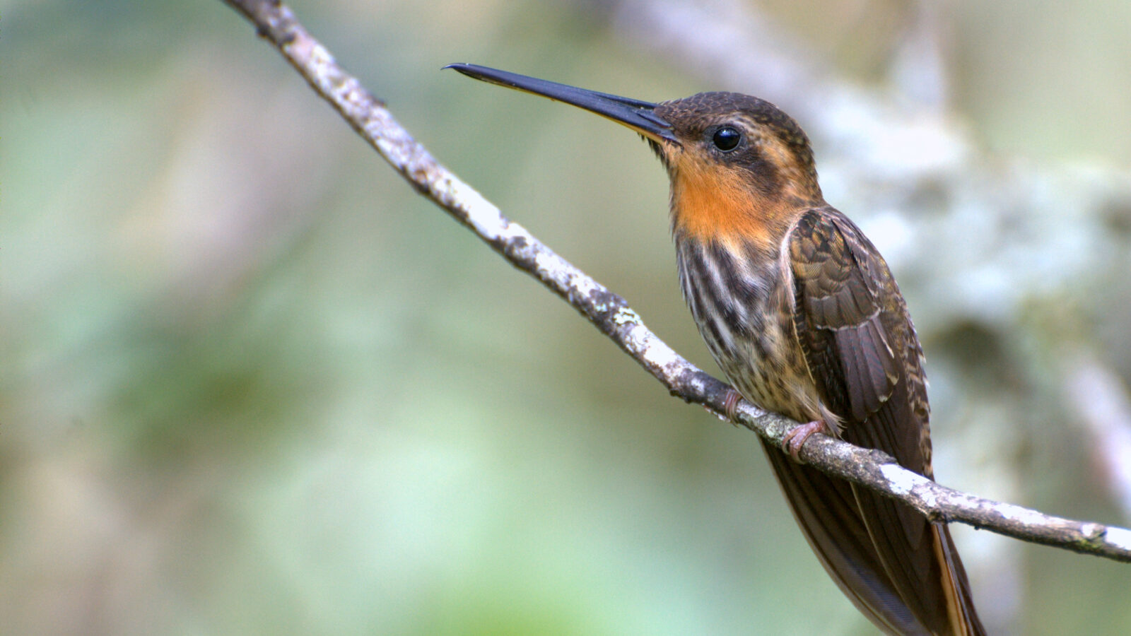 Saw-billed Hermit
