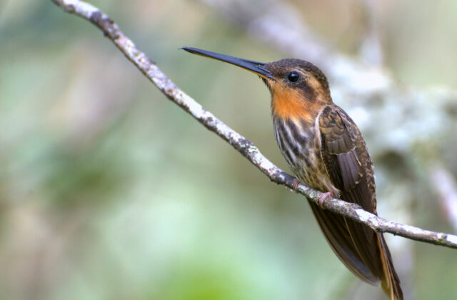 Saw-billed Hermit