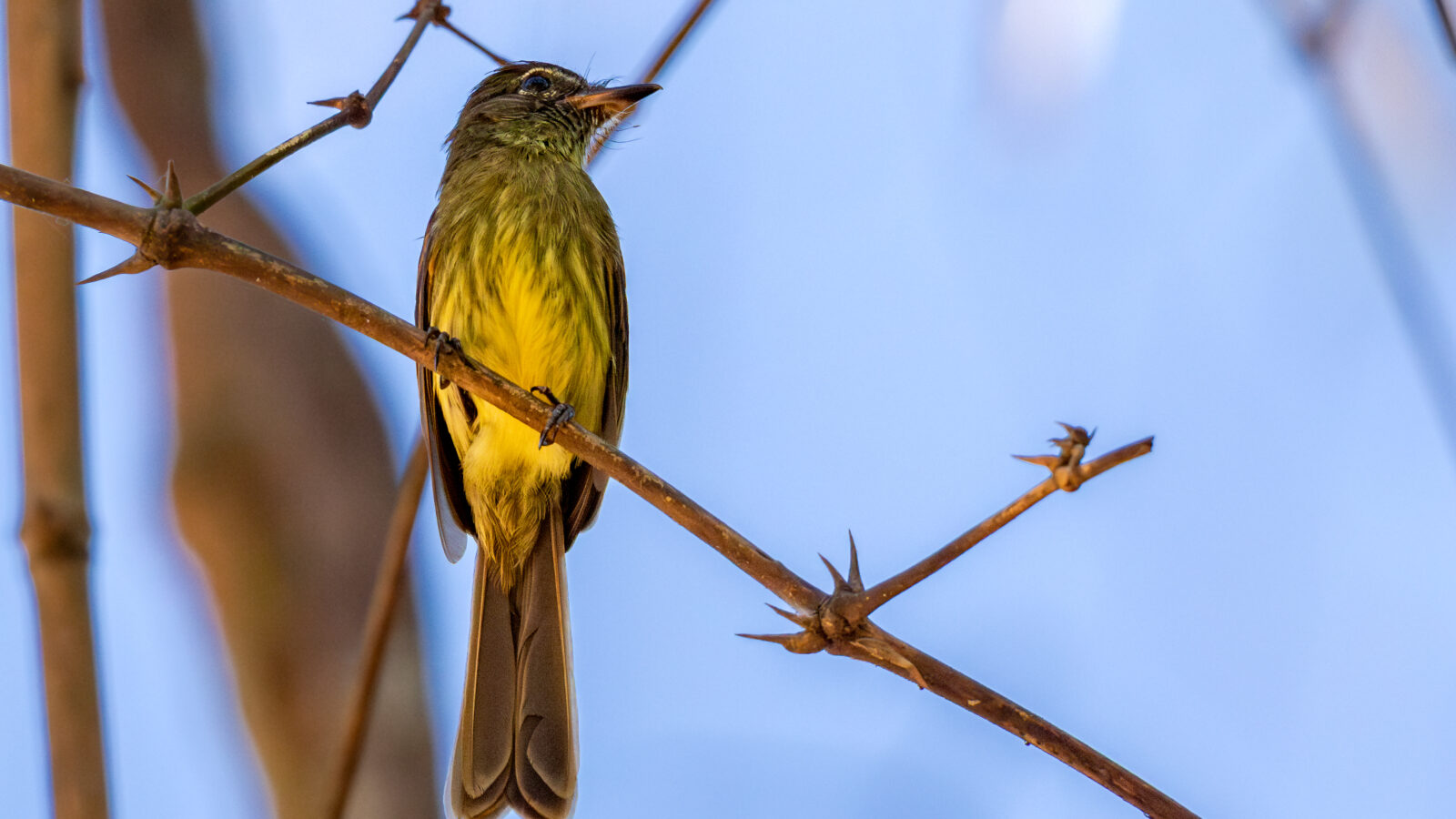 Dusky-tailed Flatbill