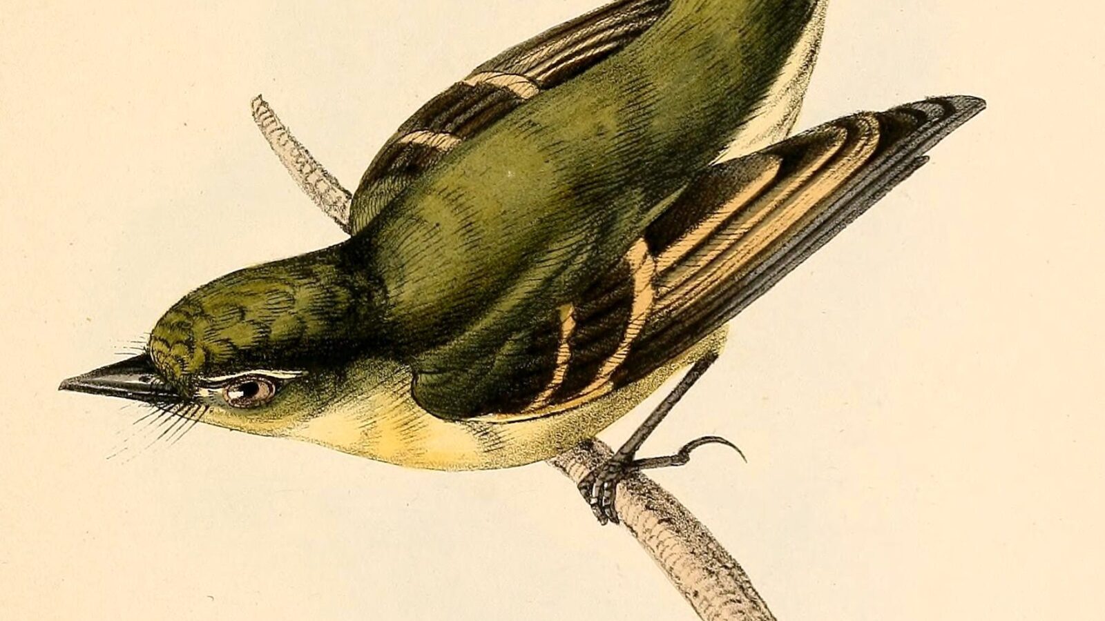 Large-headed Flatbill