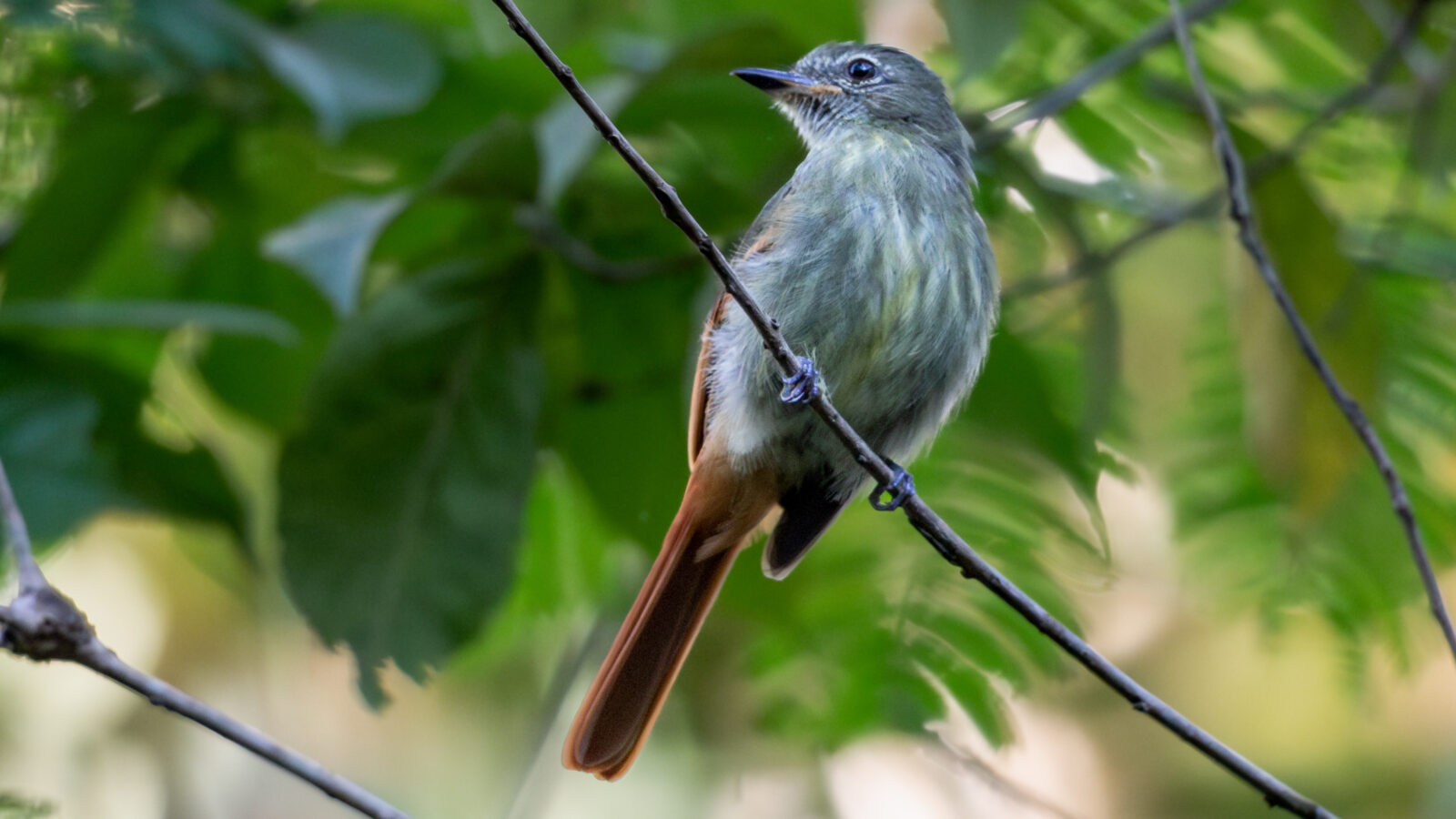 Rufous-tailed Flatbill