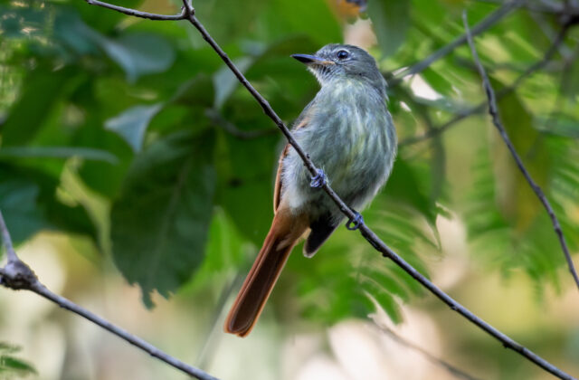 Rufous-tailed Flatbill