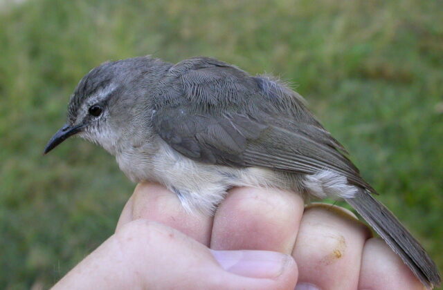 Rand’s Warbler