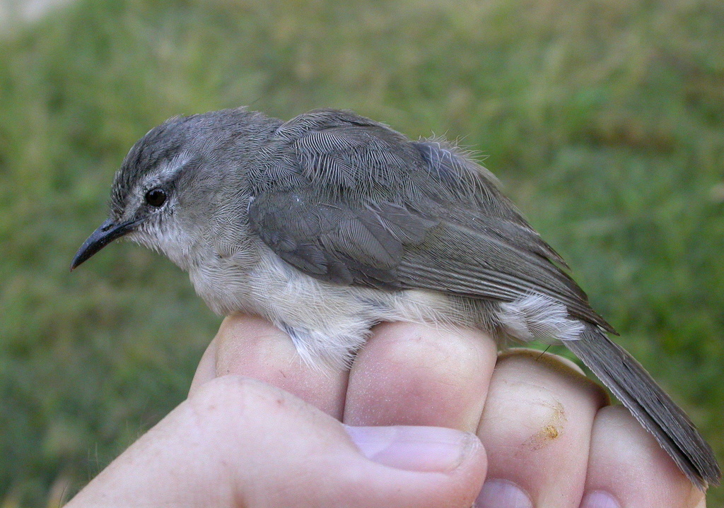 Rand’s Warbler