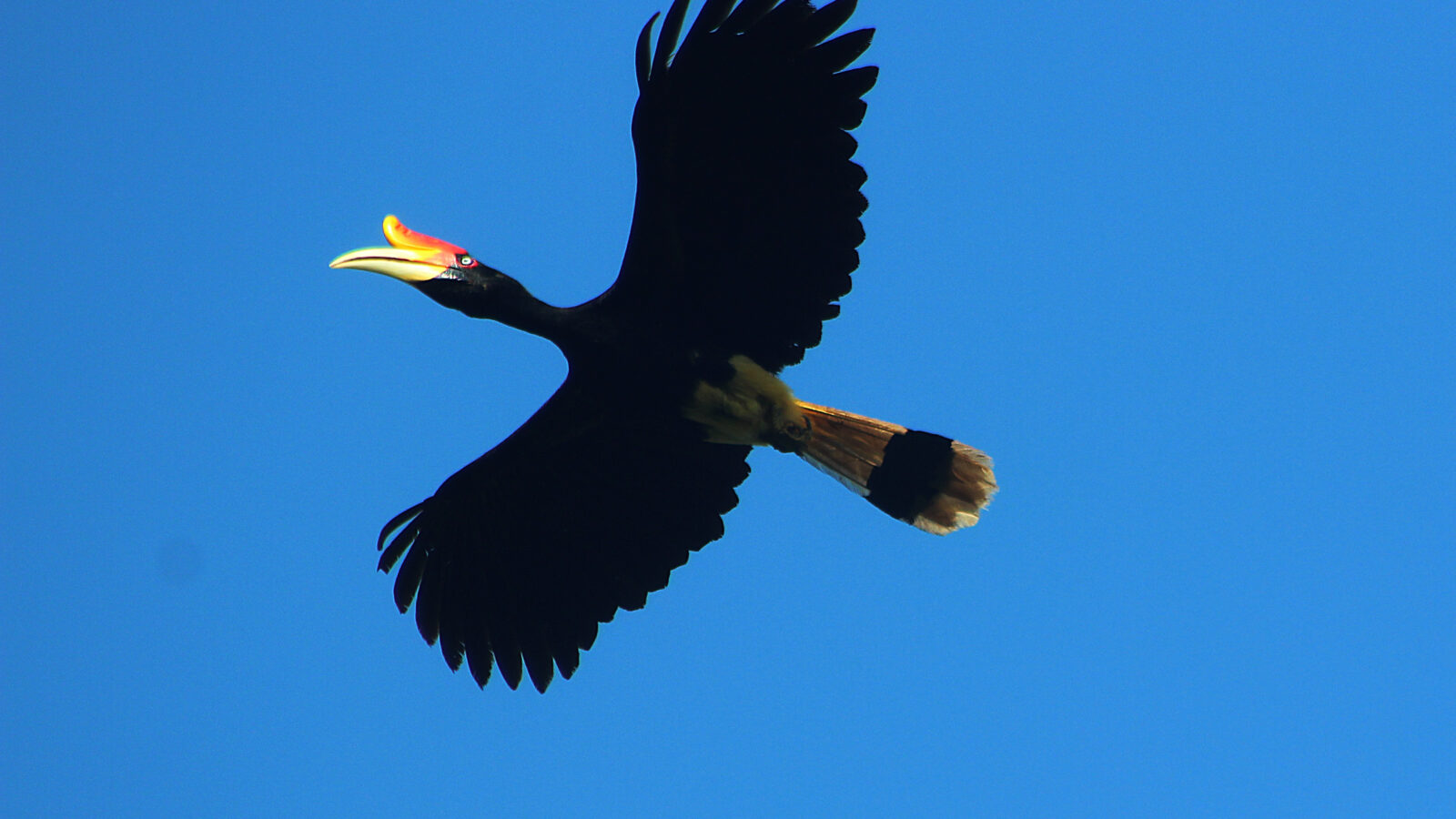 Rhinoceros Hornbill