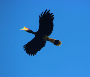 Rhinoceros Hornbill