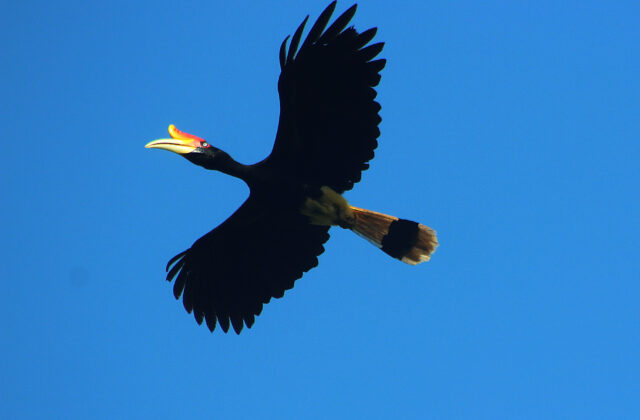 Rhinoceros Hornbill