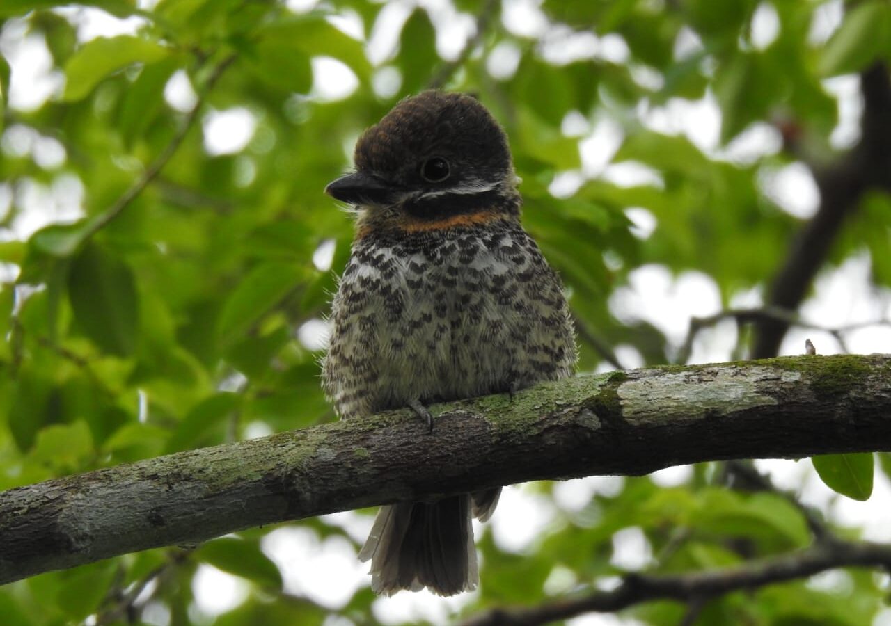 Spotted Puffbird