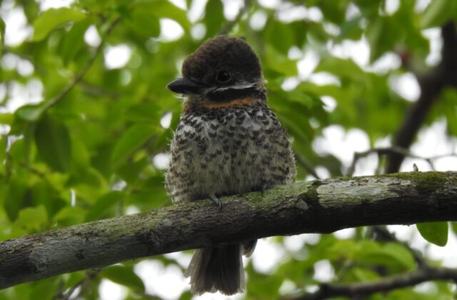 Spotted Puffbird