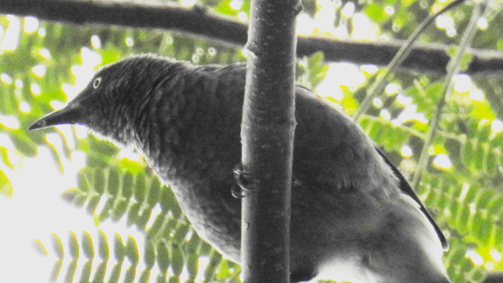 Rarotonga Starling