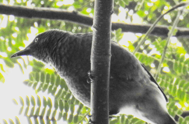 Rarotonga Starling