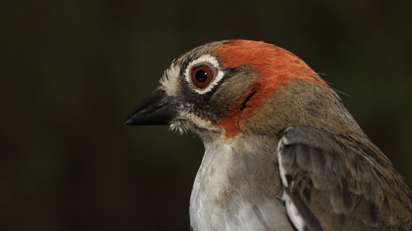 Rusty-crowned Ground Sparrow