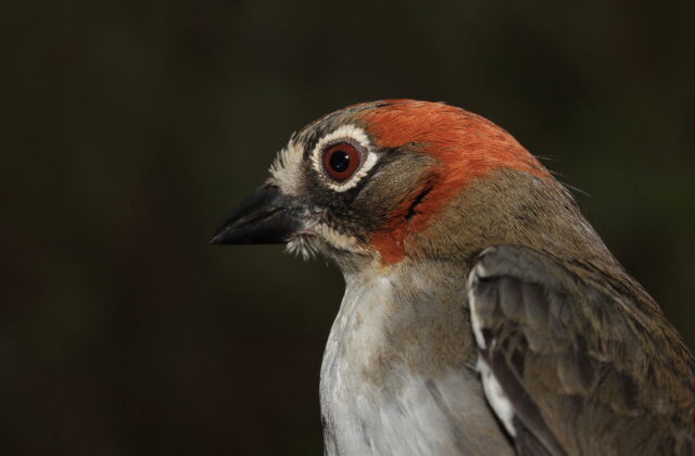 Rusty-crowned Ground Sparrow