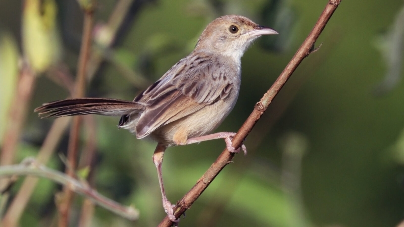 Rattling Cisticola