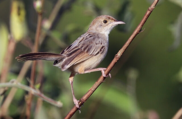 Rattling Cisticola
