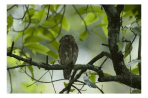 Asian Barred Owlet