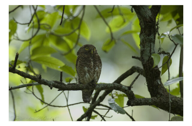 Asian Barred Owlet